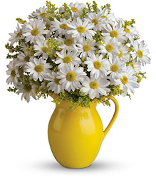 Teleflora Sunny Day Pitcher of Daisies from Krupp Florist, your local Belleville flower shop